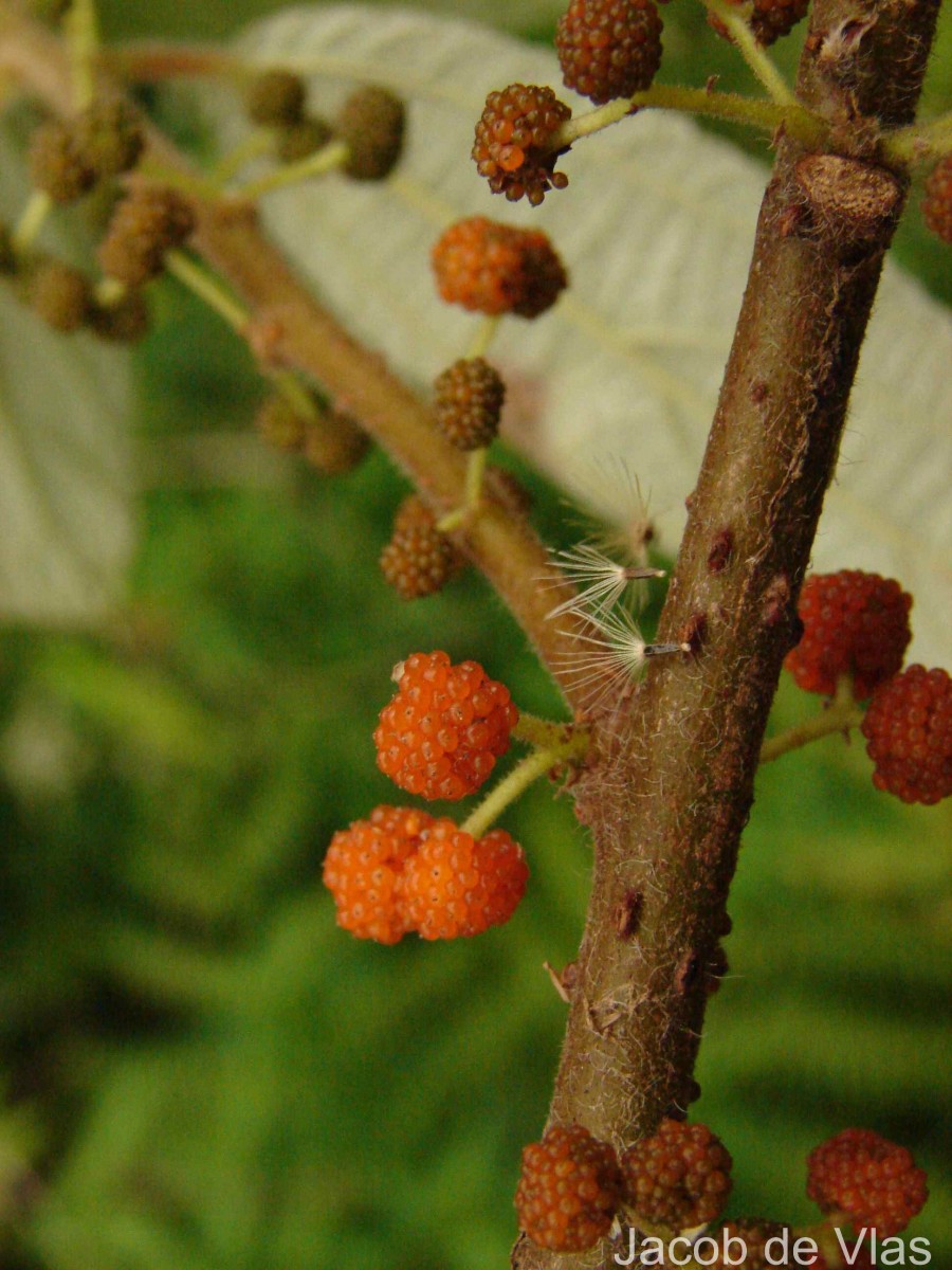 Debregeasia longifolia (Burm.f.) Wedd.